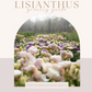 Lisianthus Growing Guide