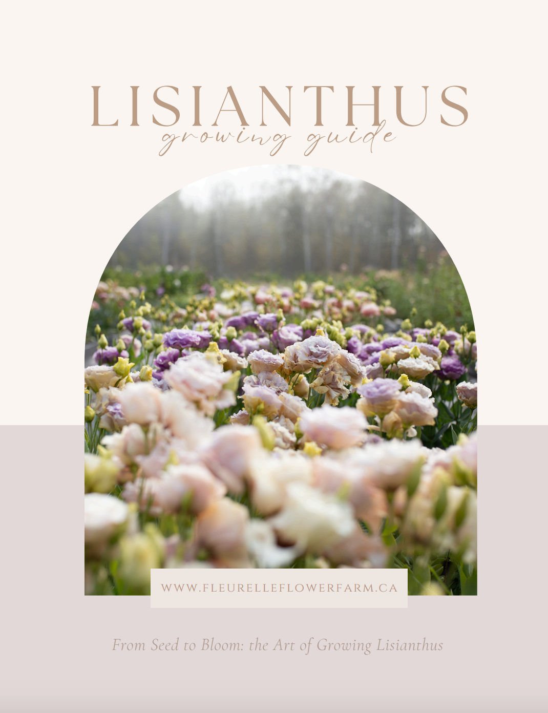 Lisianthus Growing Guide