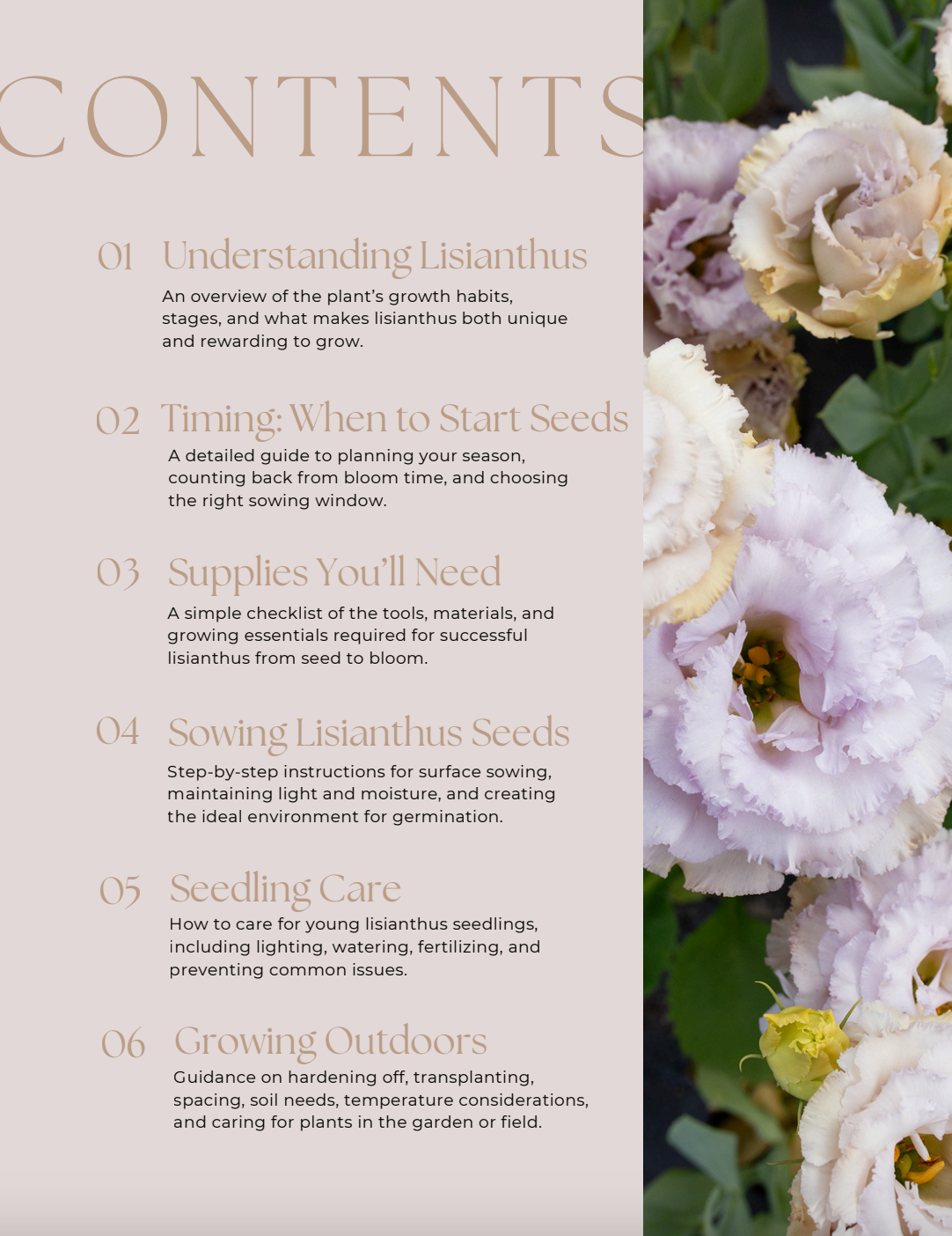 Lisianthus Growing Guide