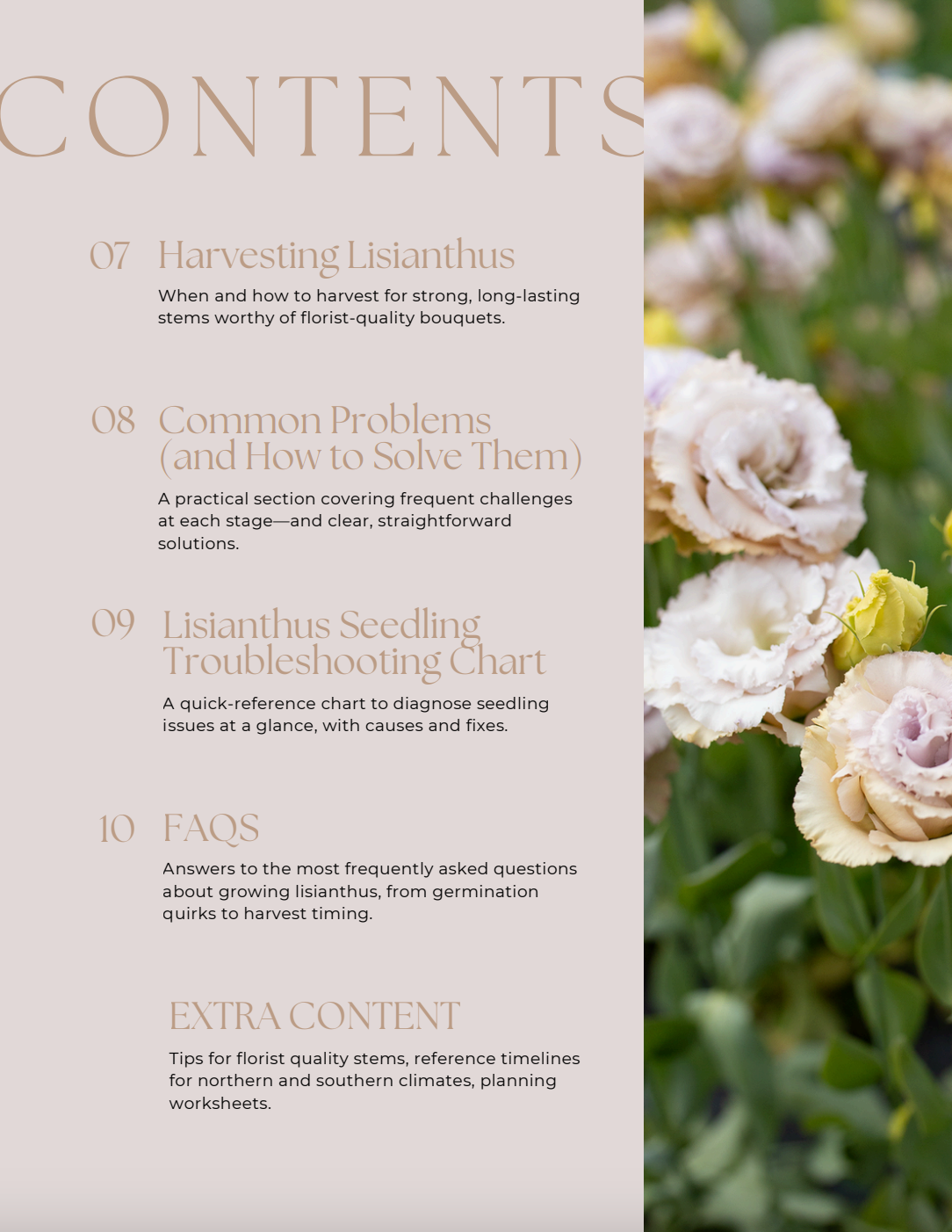 Lisianthus Growing Guide