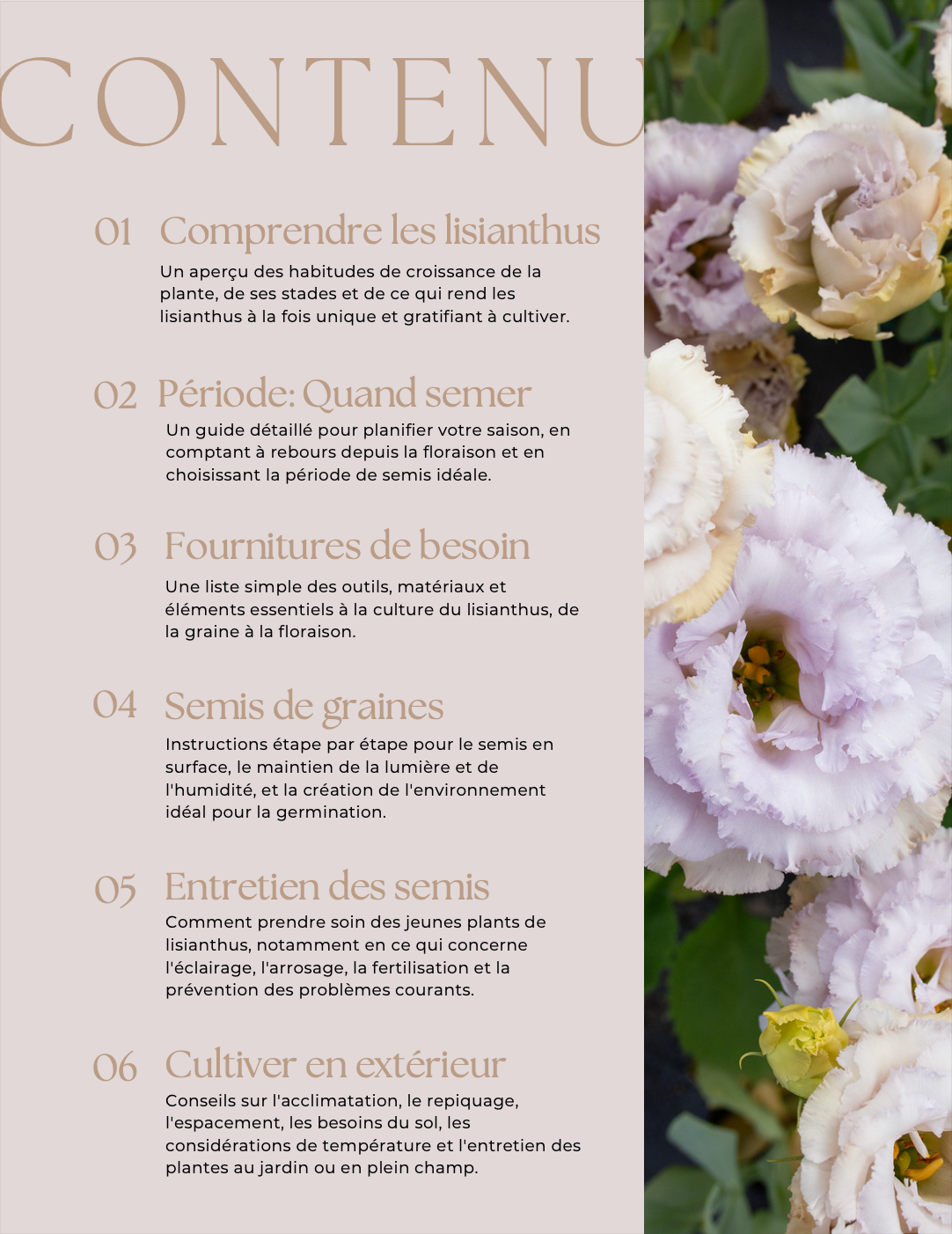 Lisianthus Guide de Culture