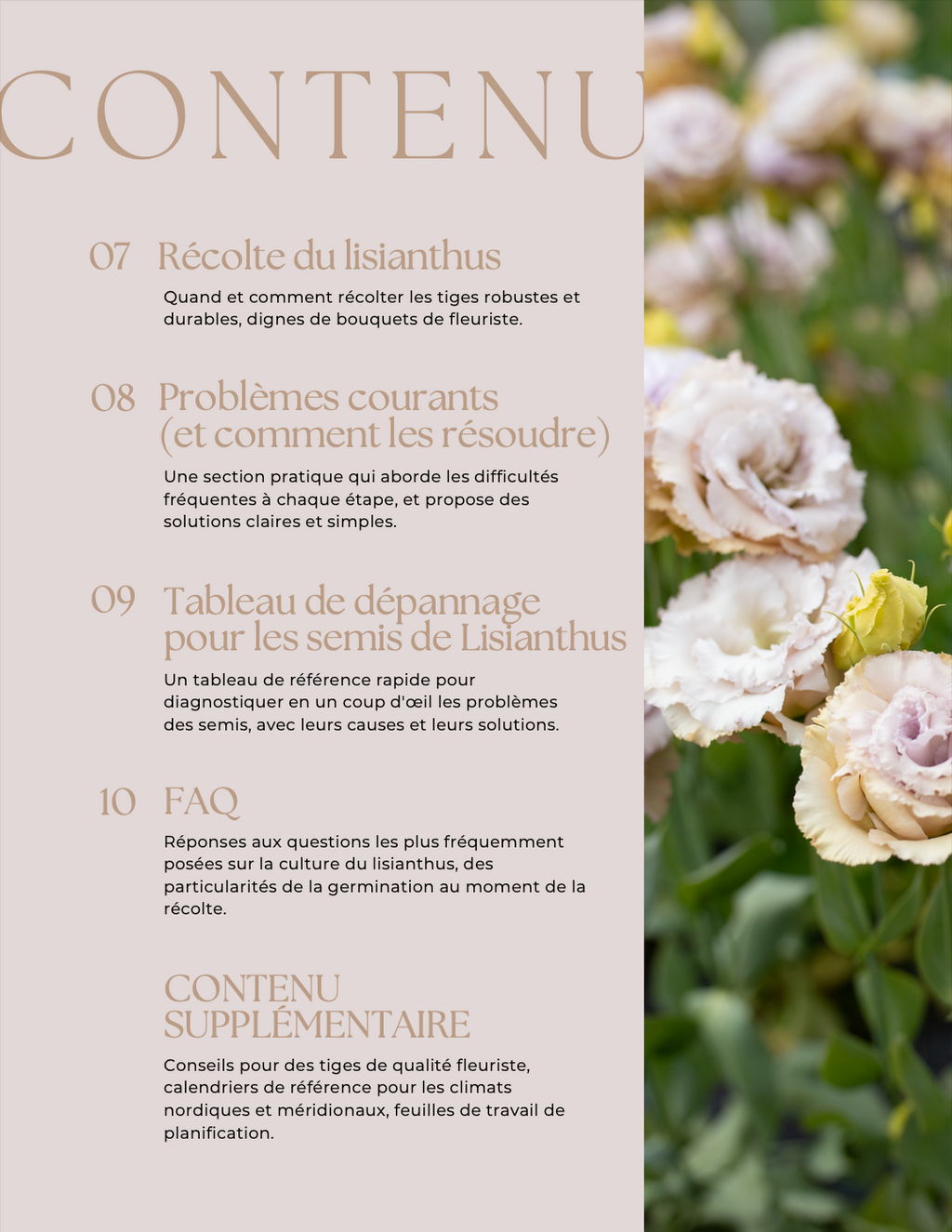 Lisianthus Guide de Culture