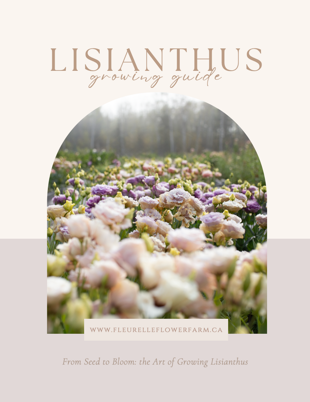 Lisianthus Growing Guide