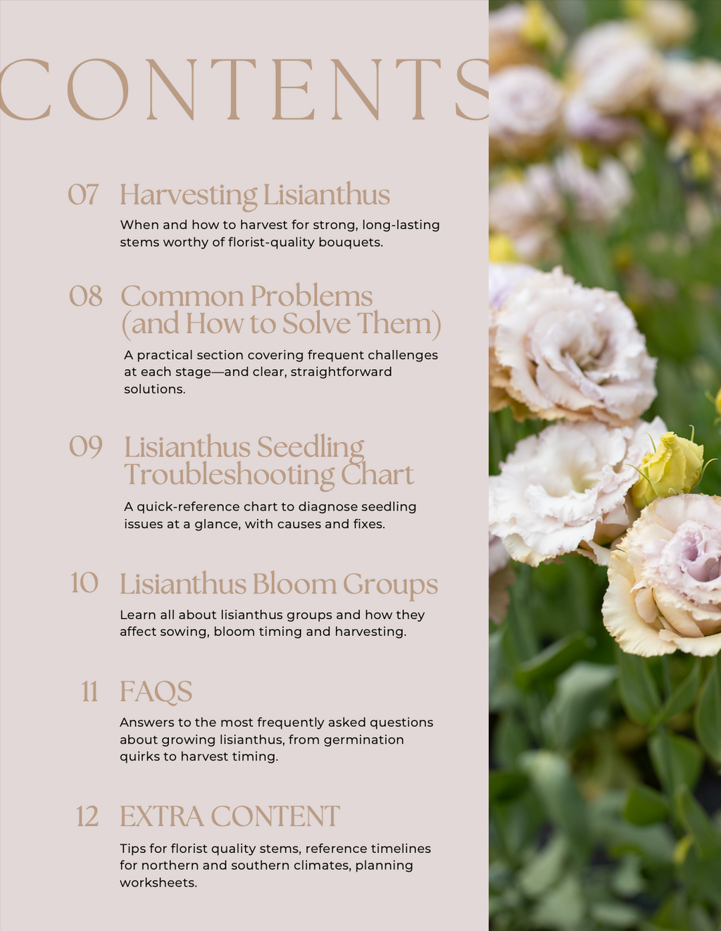 Lisianthus Growing Guide