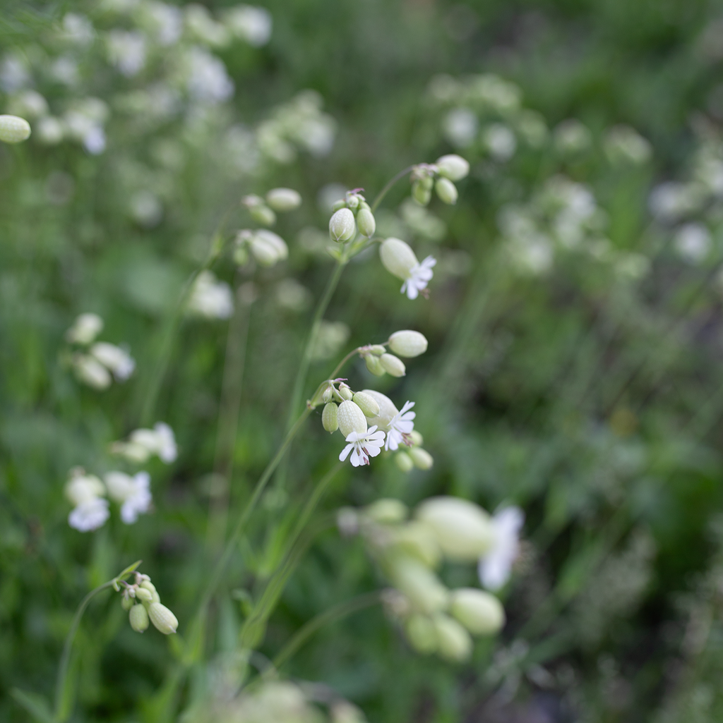 Silene 'Blushing Lanterns'