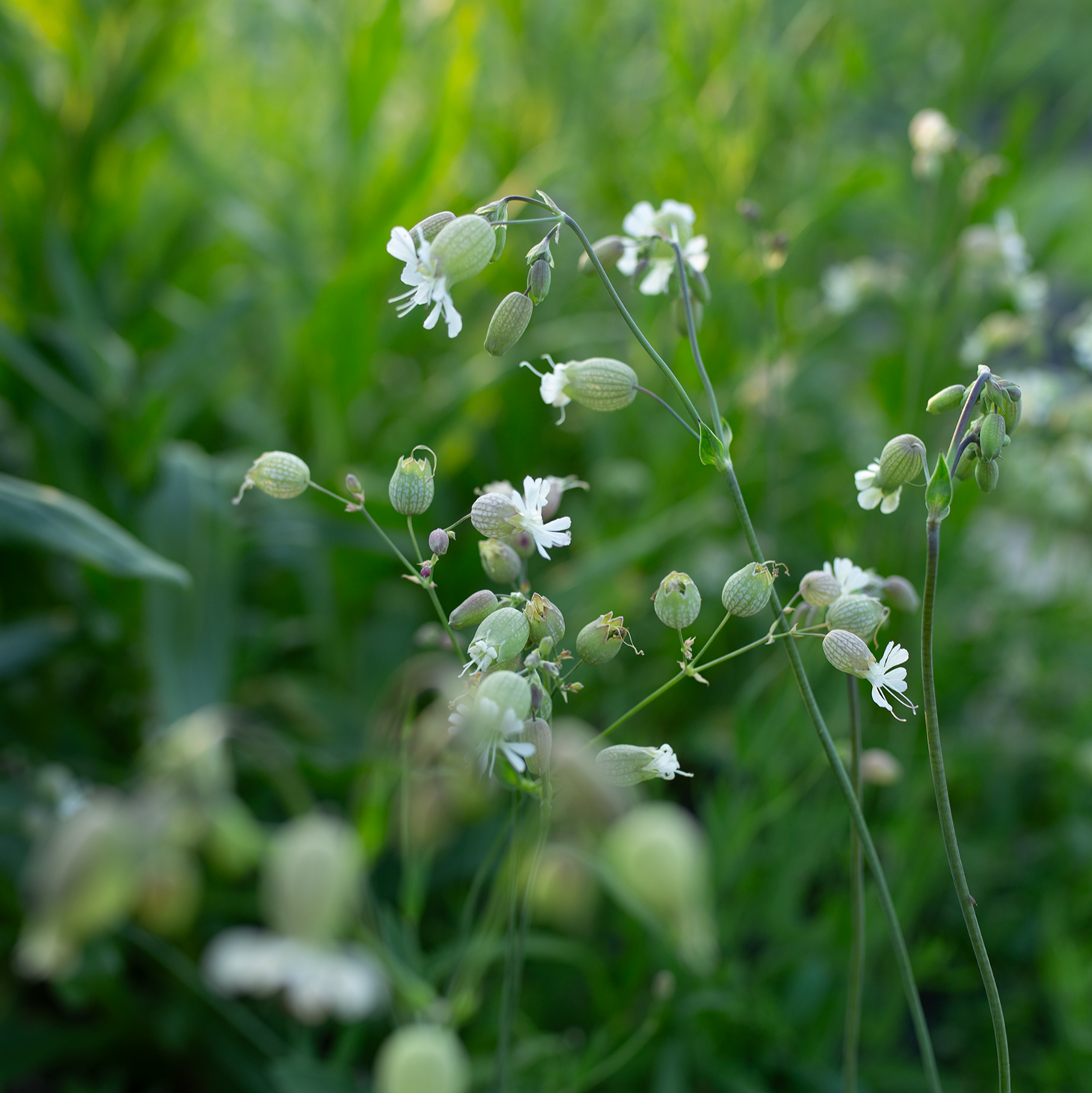 Silene 'Blushing Lanterns'