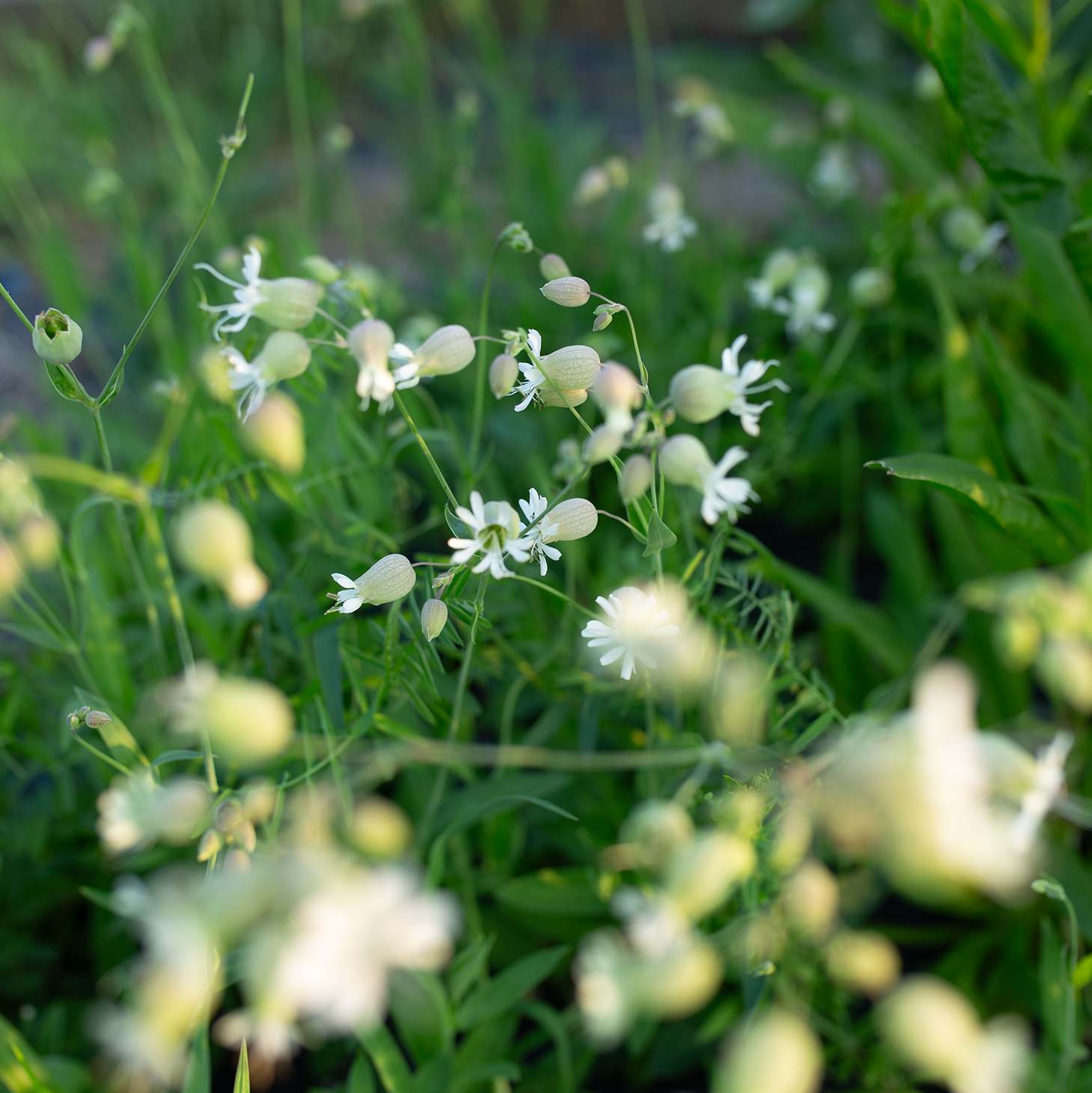 Silene 'Blushing Lanterns'