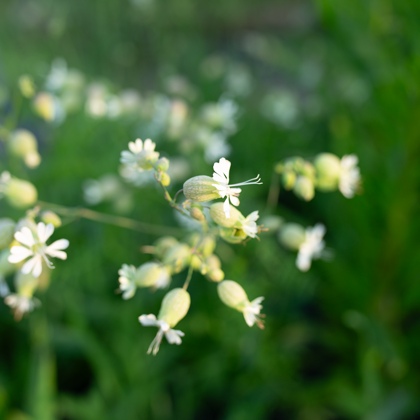 Silene 'Blushing Lanterns'