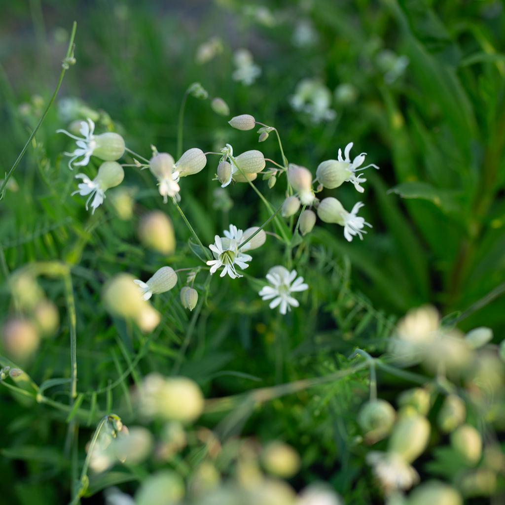 Silene 'Blushing Lanterns'