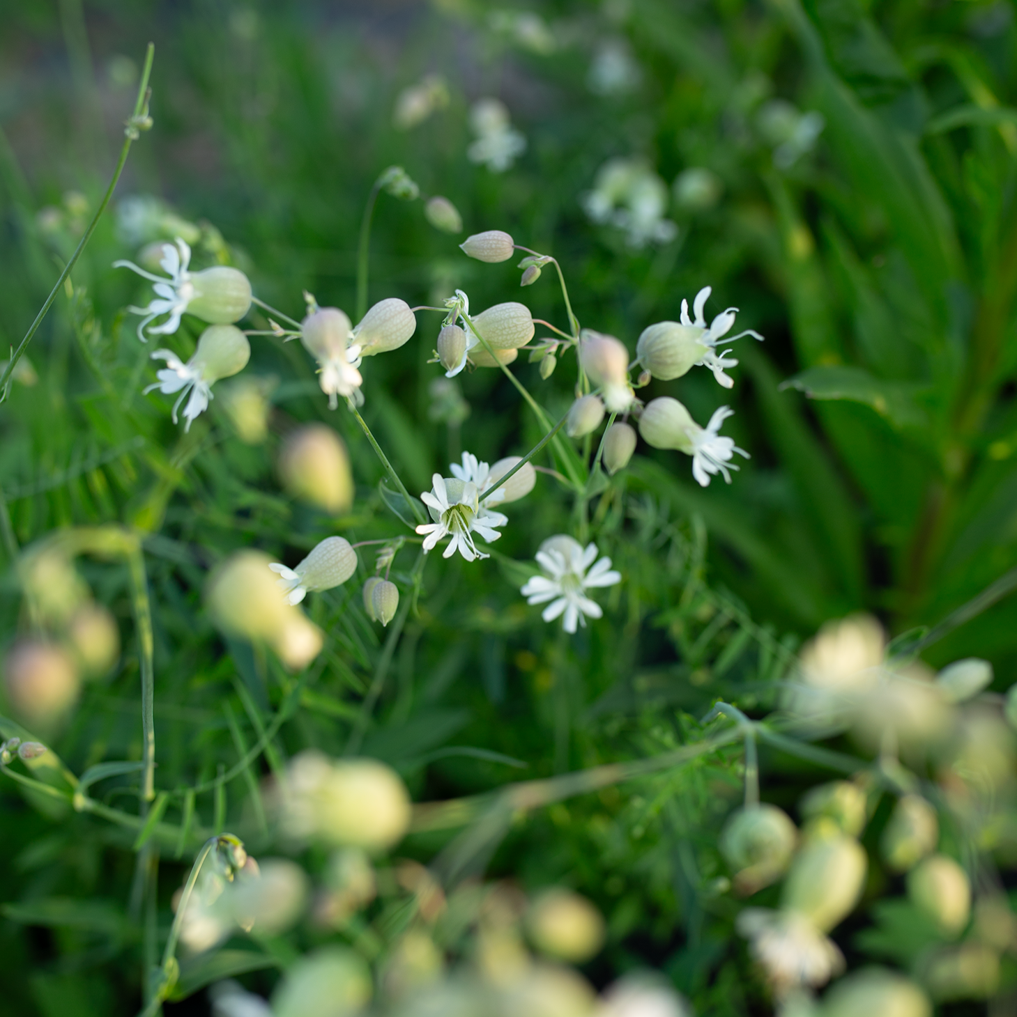Silene 'Blushing Lanterns'