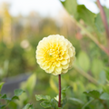 Dahlia 'Skeena Daybreak'