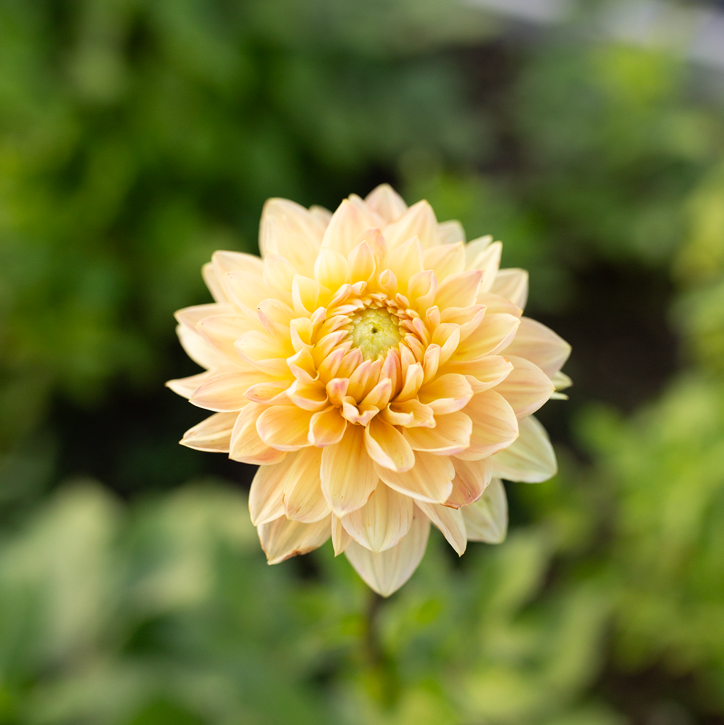 Dahlia 'Skeena Easy Breezy'