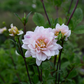 Dahlia 'Skeena Eve'