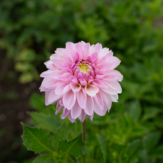 Dahlia 'Skeena Glitter'