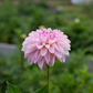 Dahlia 'Skeena Glitter'