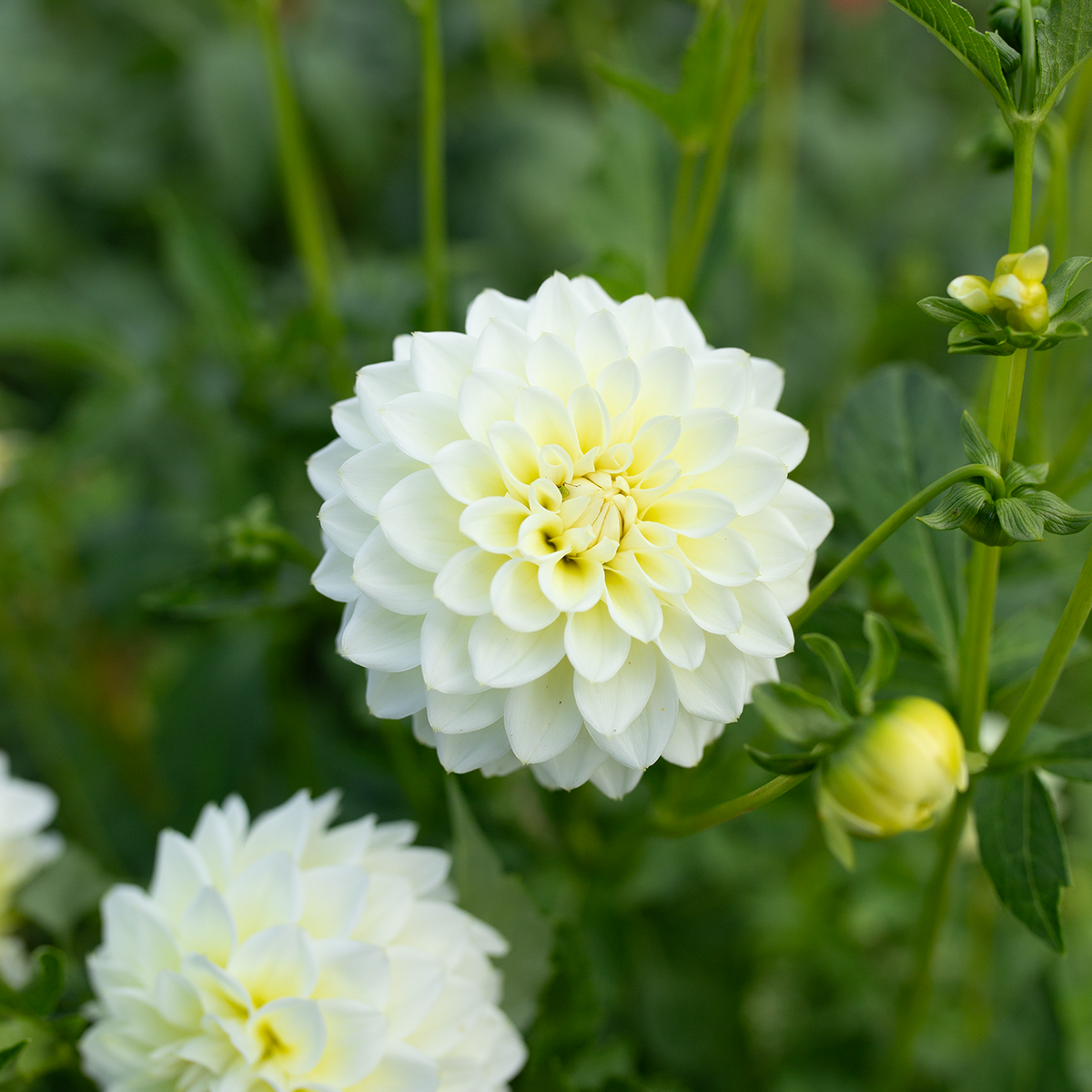 Dahlia 'Skeena Glow Girl'