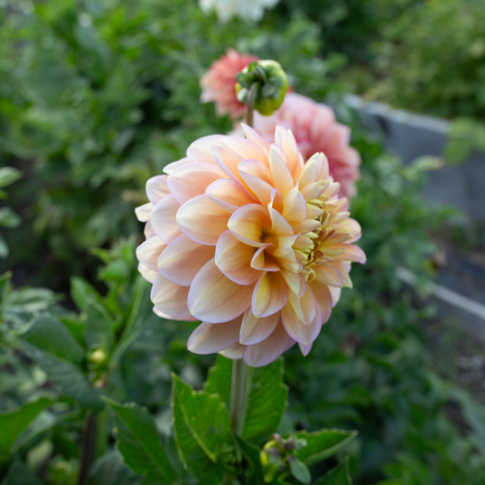 Dahlia 'Skeena Harmonies'