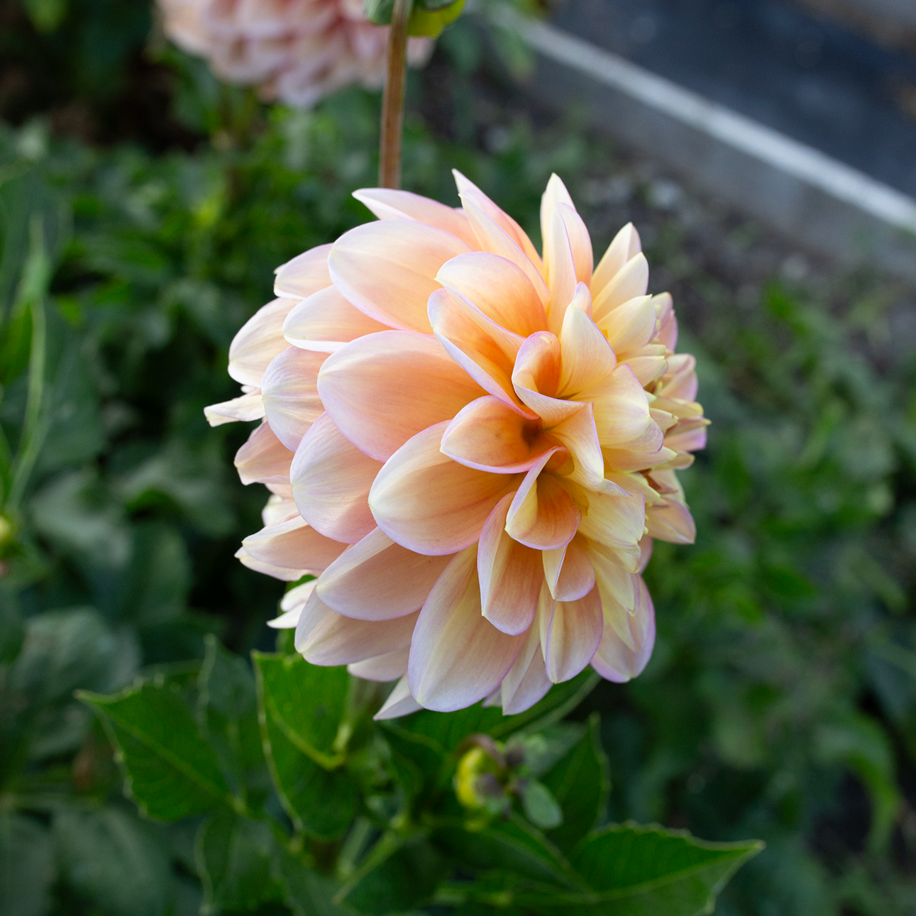 Dahlia 'Skeena Harmonies'