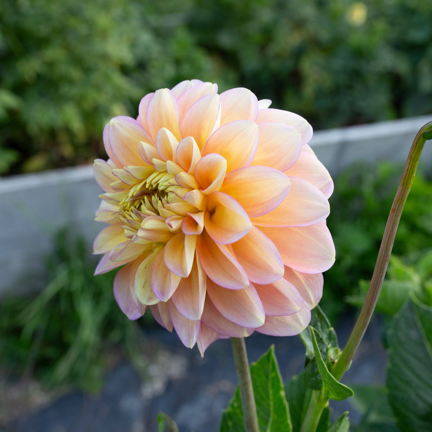 Dahlia 'Skeena Harmonies'