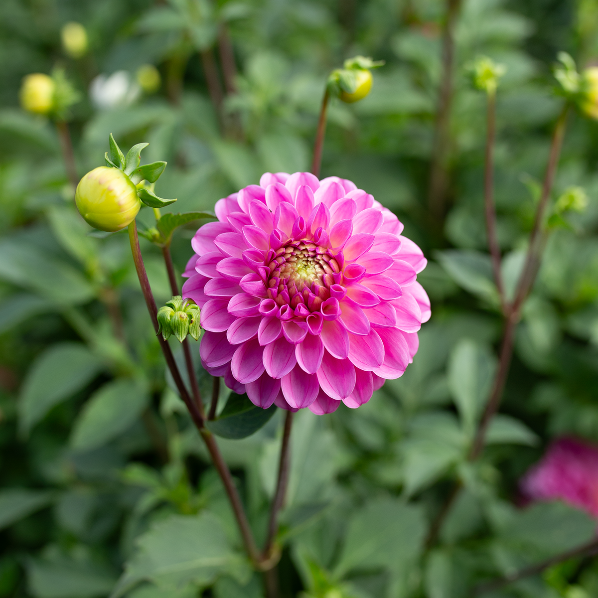 Dahlia 'Skeena Sally'