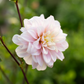 Dahlia 'Skeena Eve'