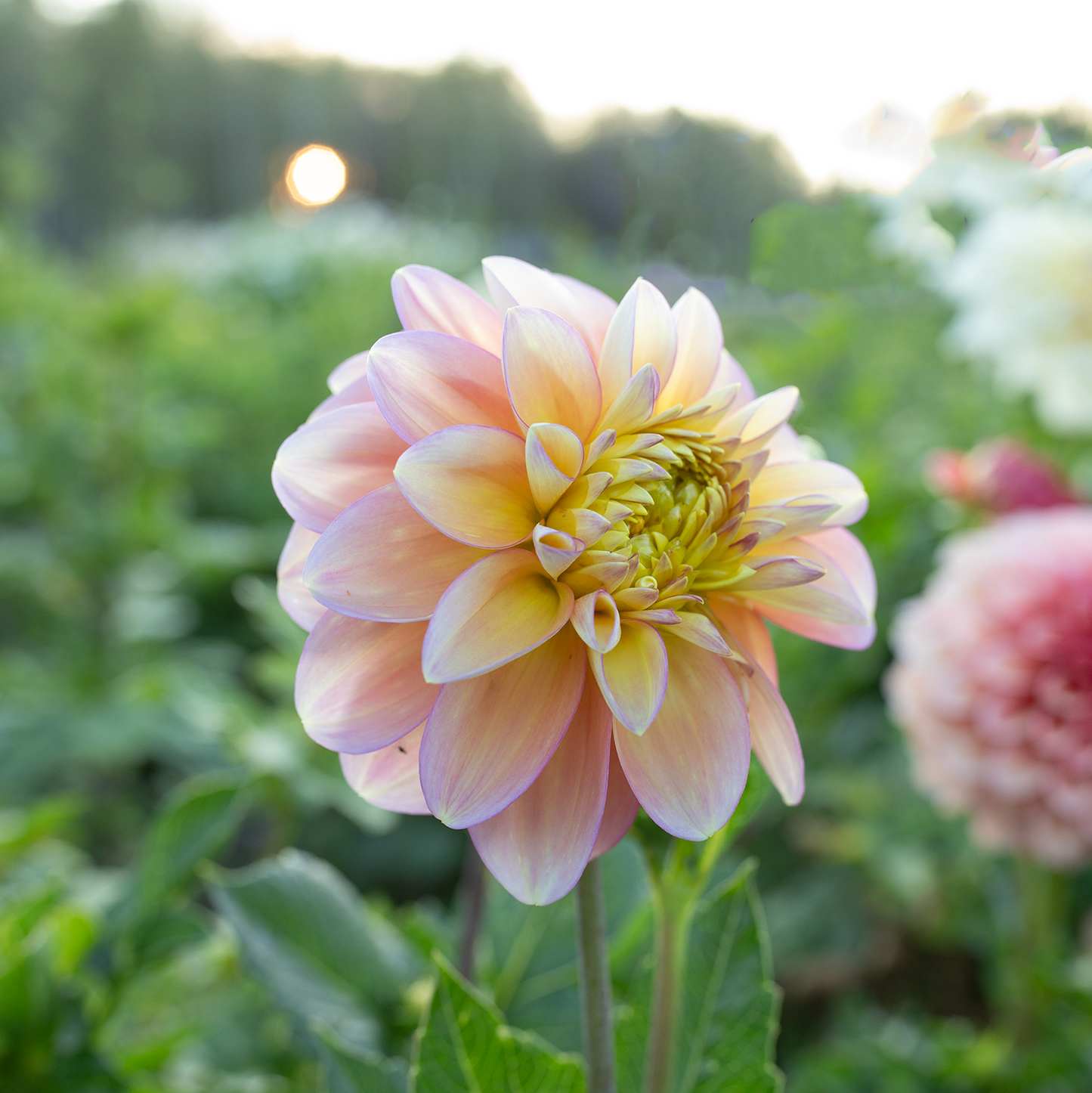 Dahlia 'Skeena Harmonies'