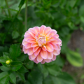 Dahlia 'Skeena Harmonies'