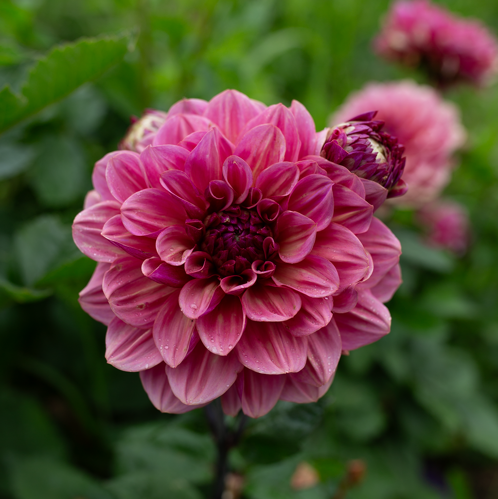 Dahlia 'Skeena Jake'