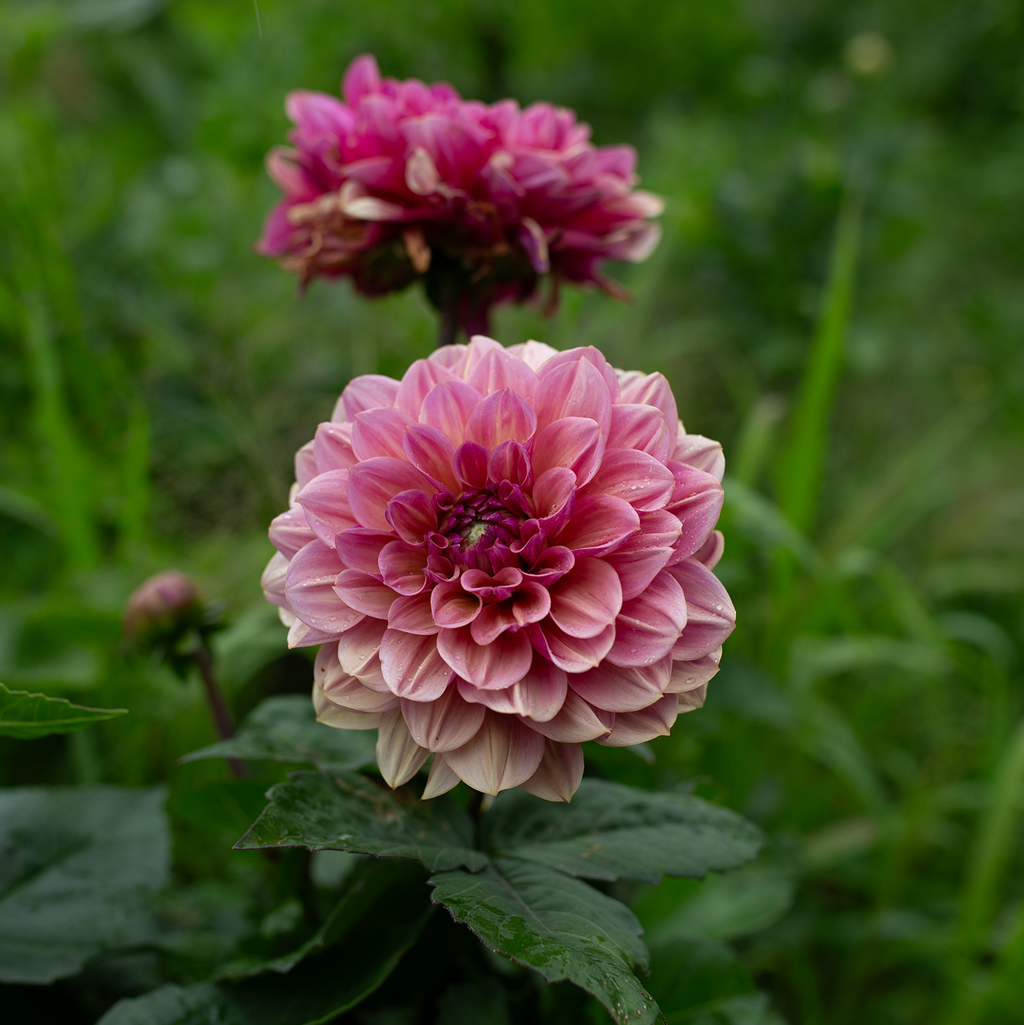 Dahlia 'Skeena Jake'