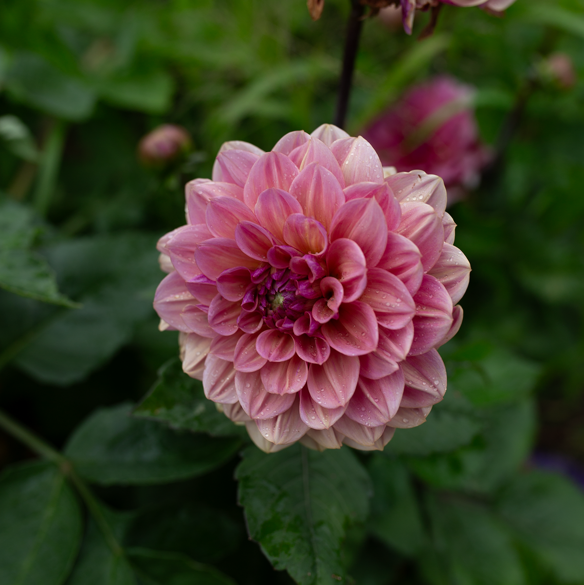 Dahlia 'Skeena Jake'