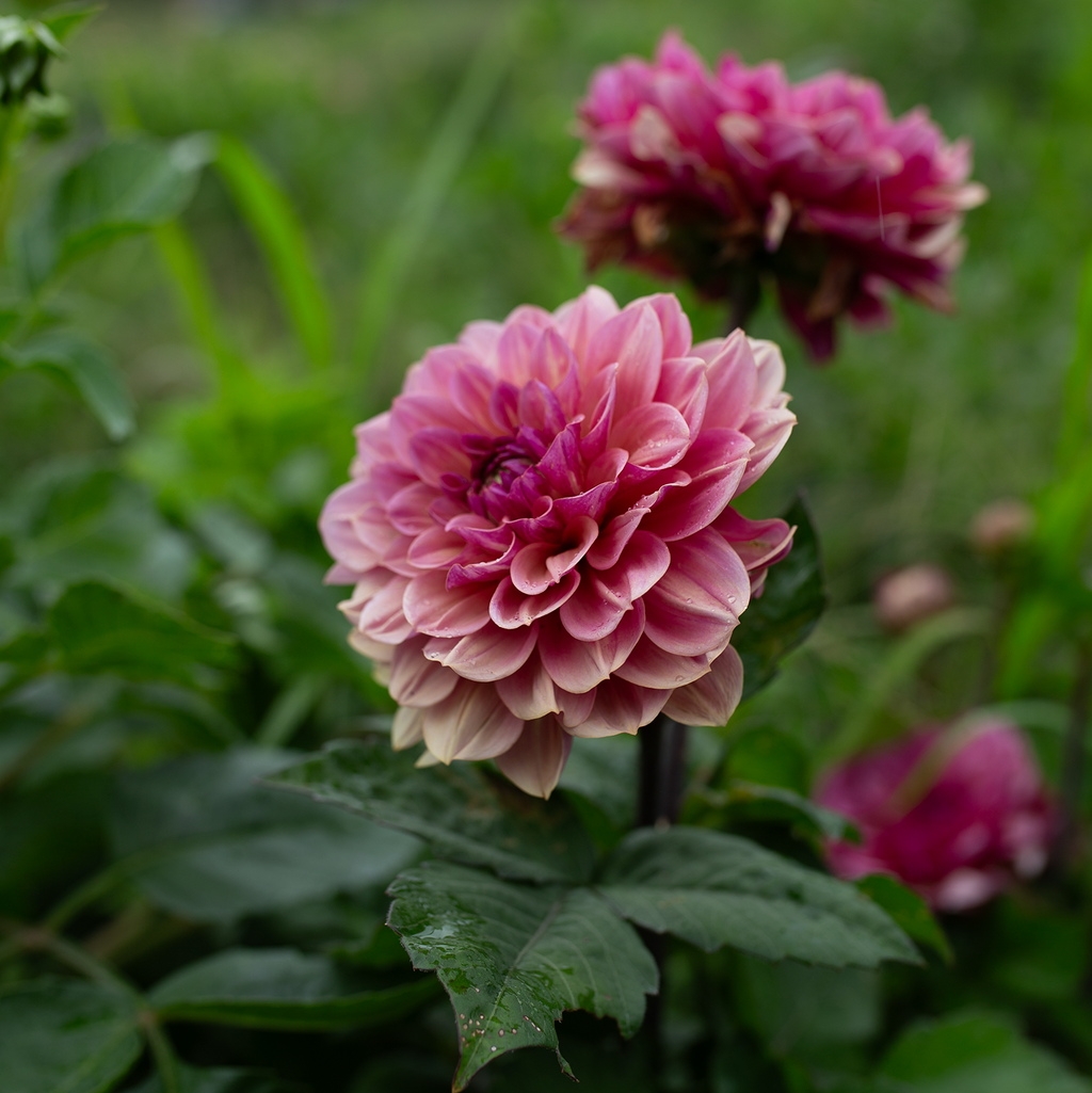 Dahlia 'Skeena Jake'