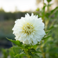 Dahlia 'Skipley Frost'