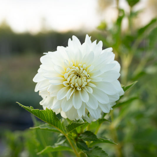 Dahlia 'Skipley Frost'