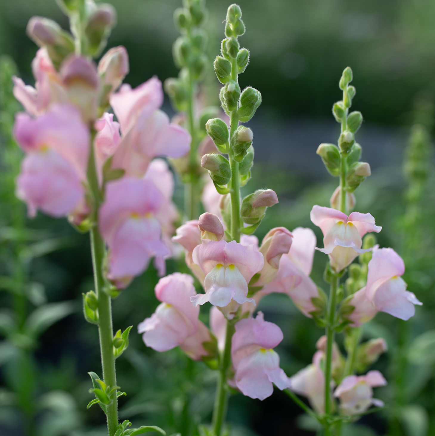Snapdragon 'Fleurelle's Field Blend'