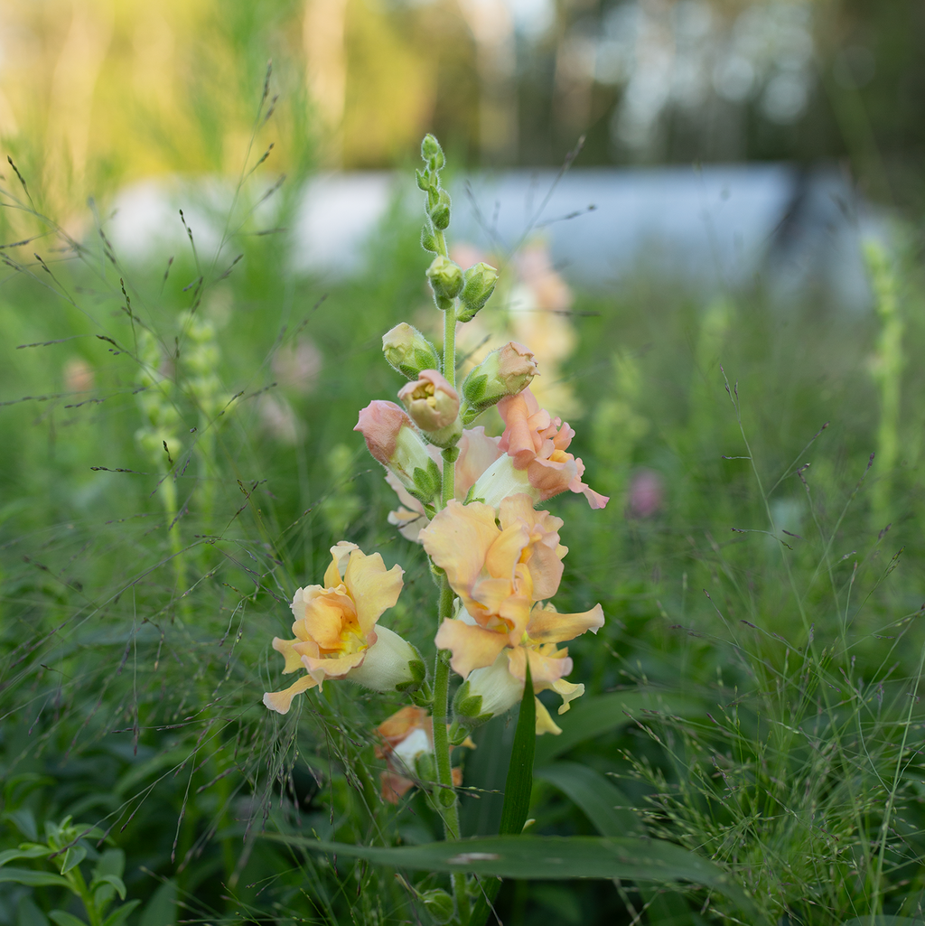 Snapdragon 'Ruffled Pastels'