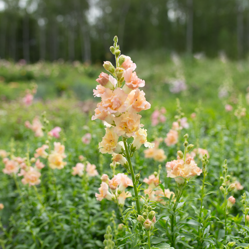 Snapdragon 'Ruffled Pastels'