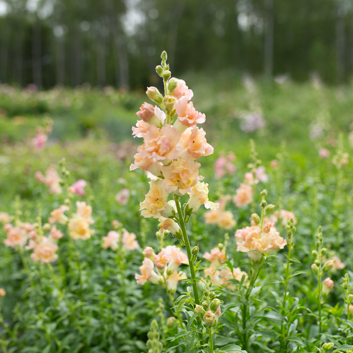 Snapdragon 'Ruffled Pastels'
