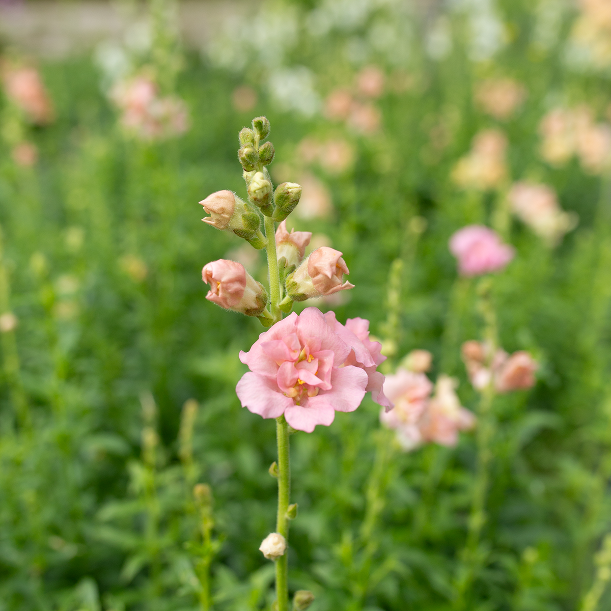 Snapdragon 'Ruffled Pastels'