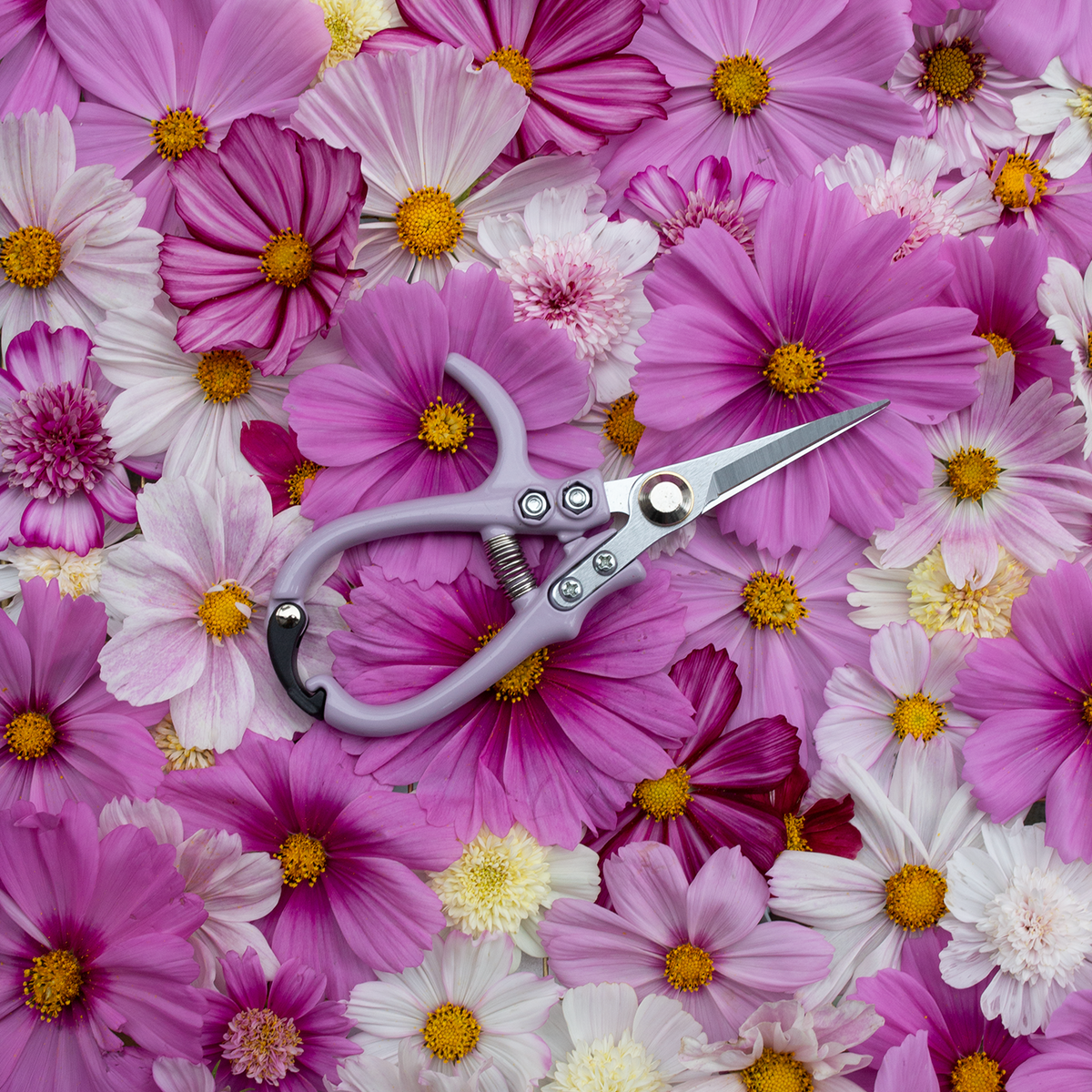 Floral Snips 'Lavender'
