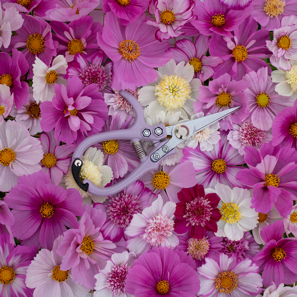 Floral Snips 'Lavender'