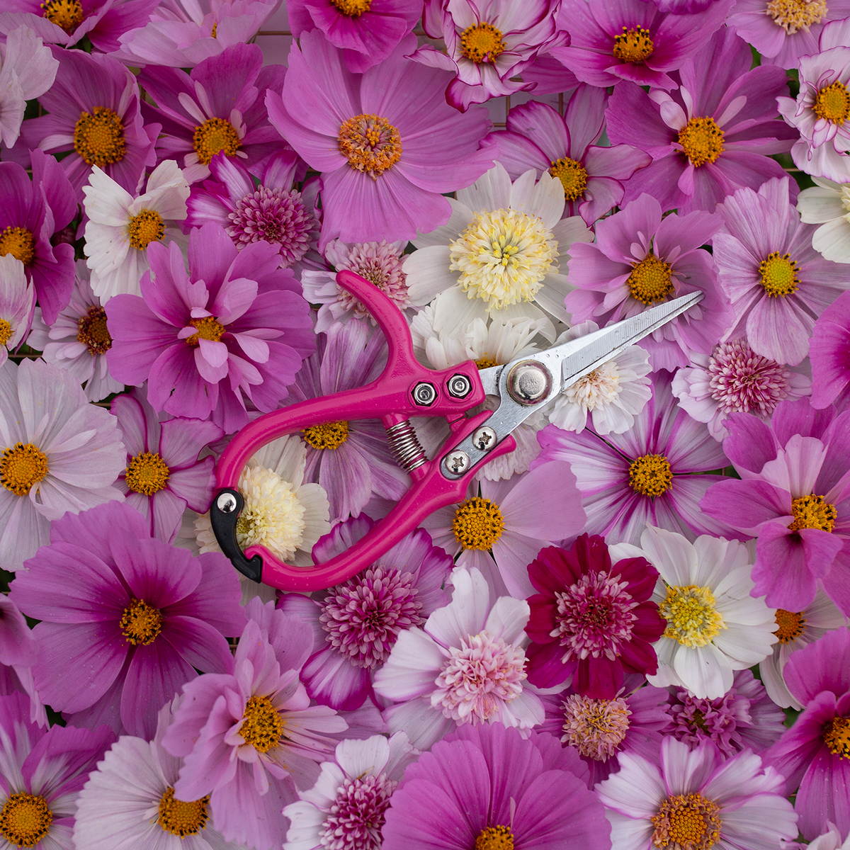 Floral Snips 'Rosé'