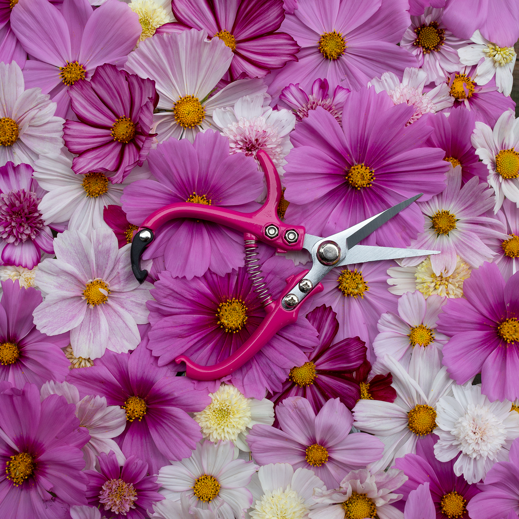 Floral Snips 'Rosé'