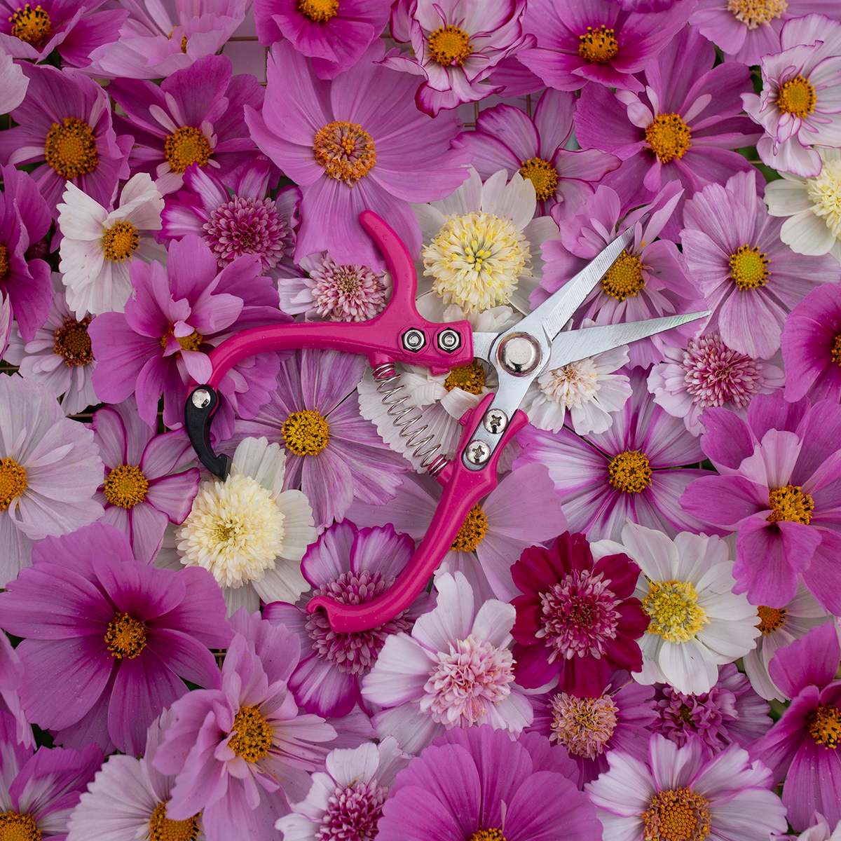 Floral Snips 'Rosé'