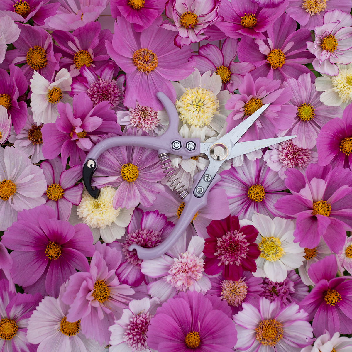 Floral Snips 'Lavender'