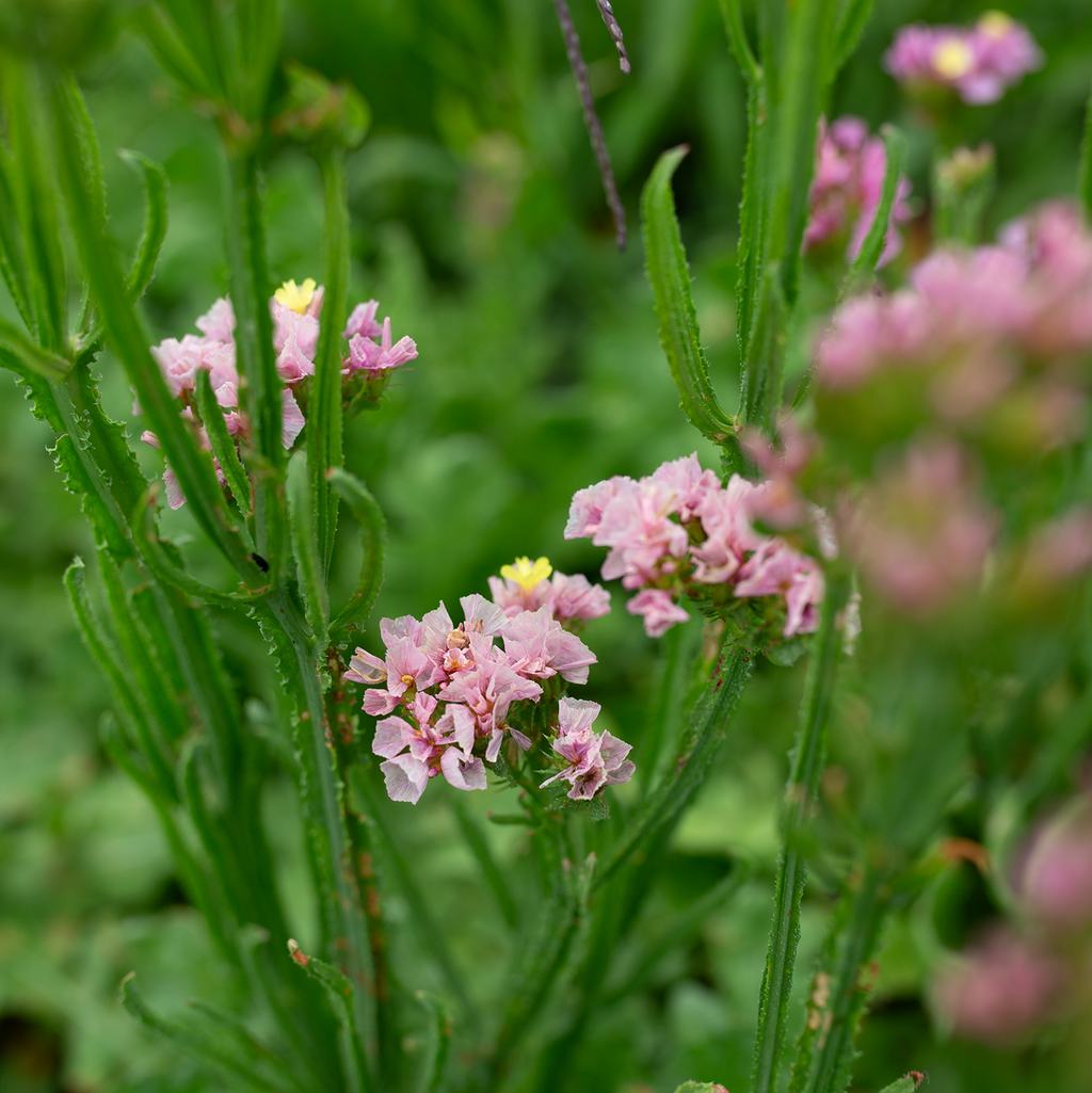 Statice 'Apricot Rose'