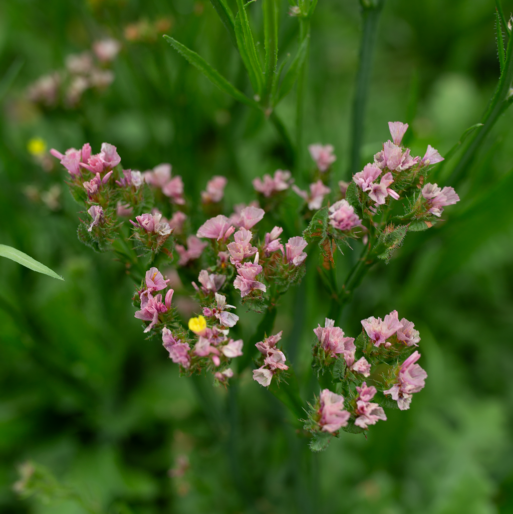 Statice 'Apricot Rose'