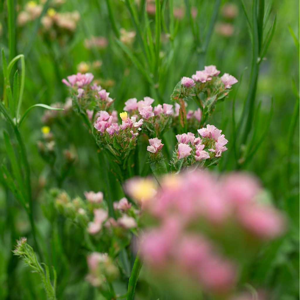 Statice 'Apricot Rose'