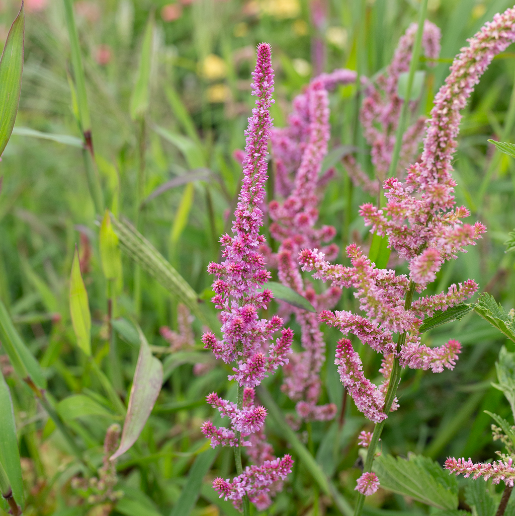 Statice 'Pink Pokers'
