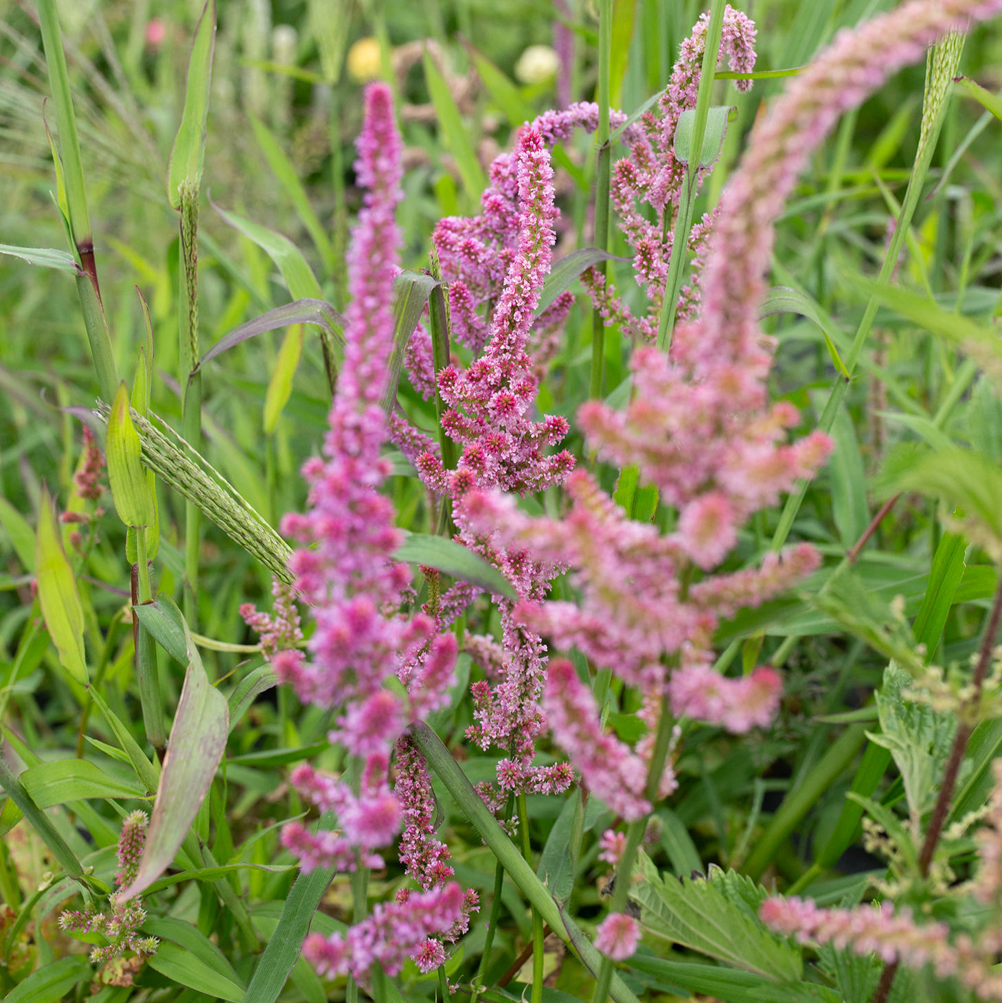 Statice 'Pink Pokers'