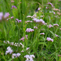 Statice 'Lavender Étoile'